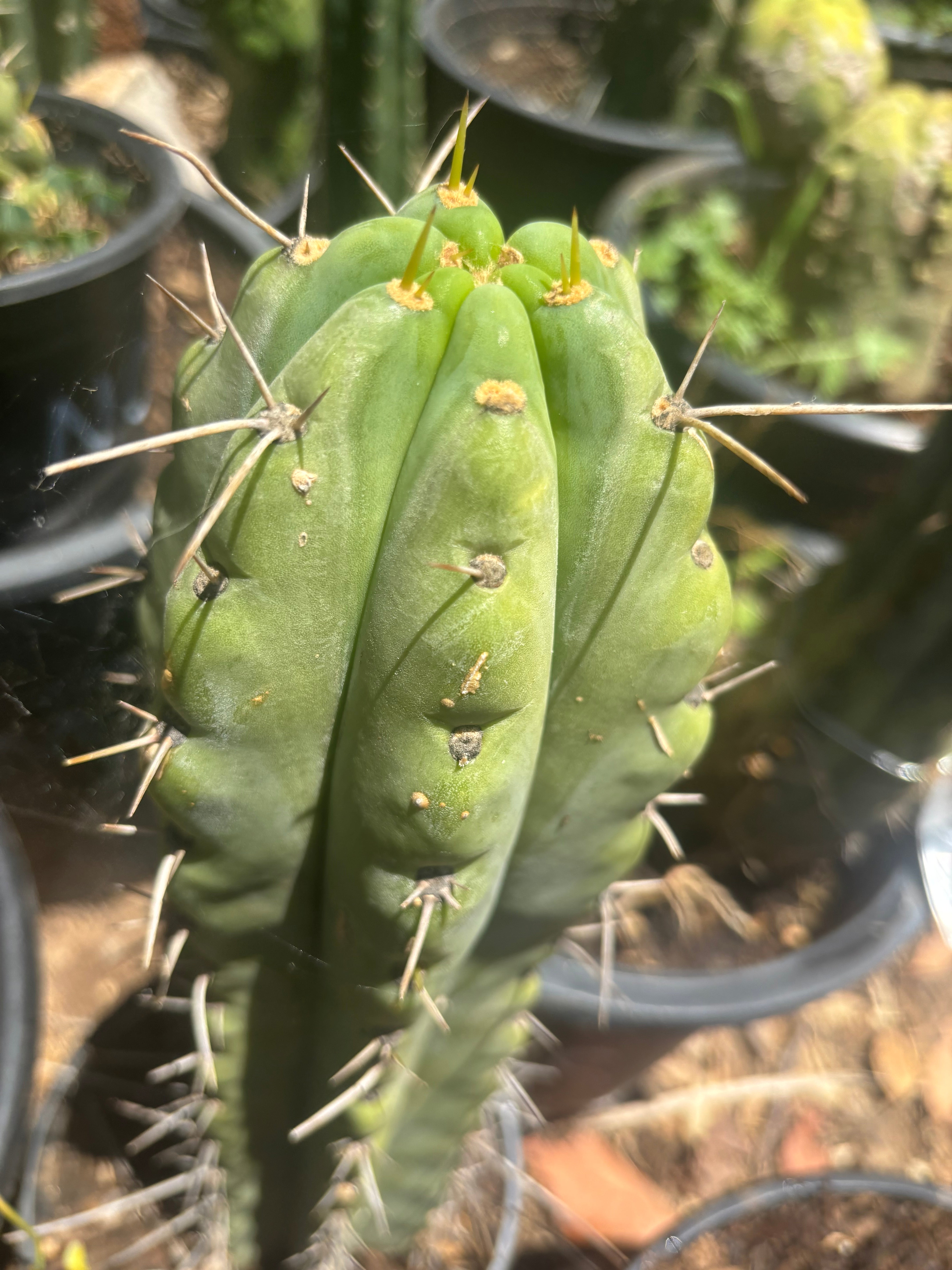💎🌶️🌶️ NOM — Fat 9” Tip