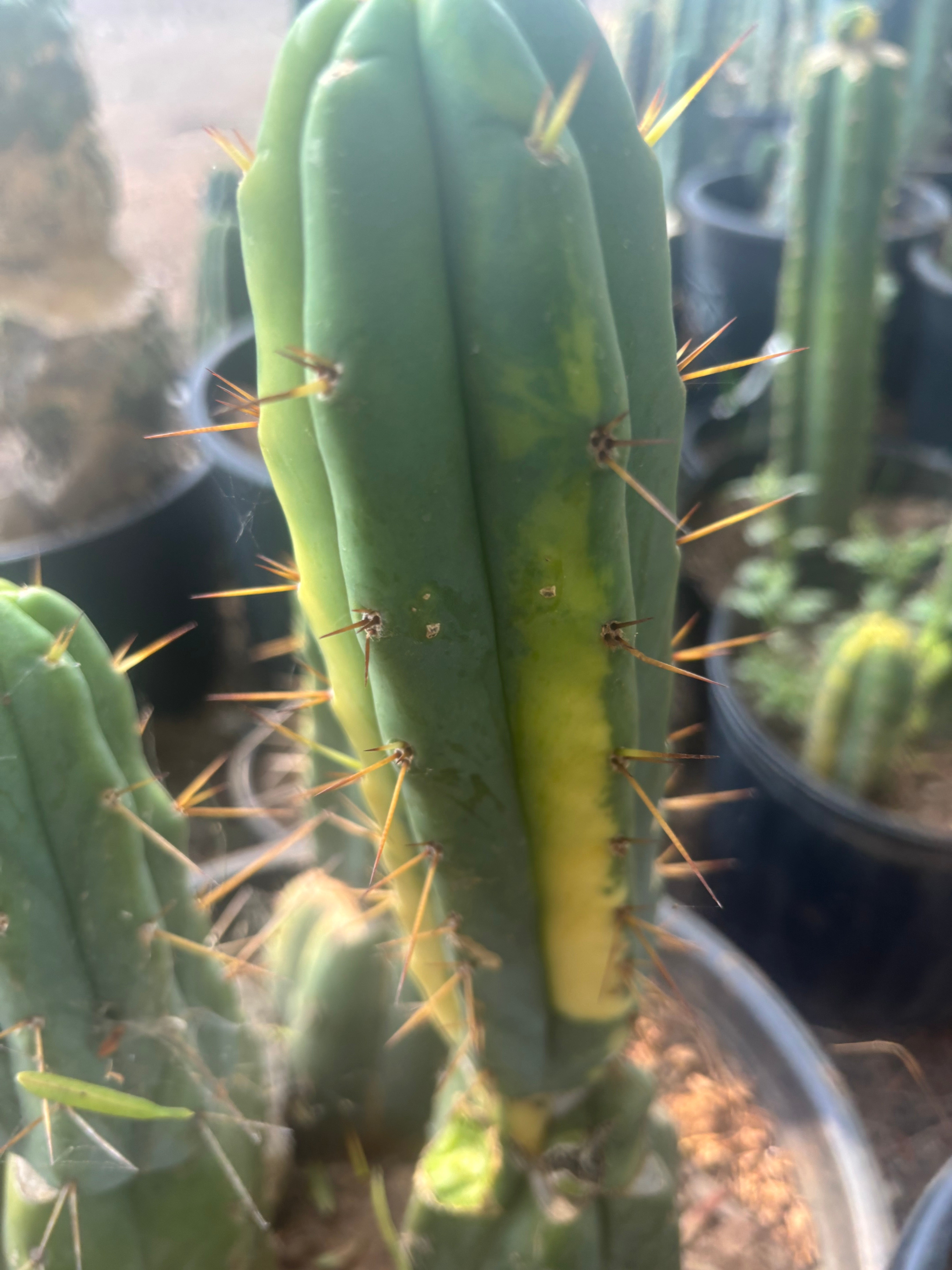 💎👑🌶️ MJC01  — 6” Vari Tip