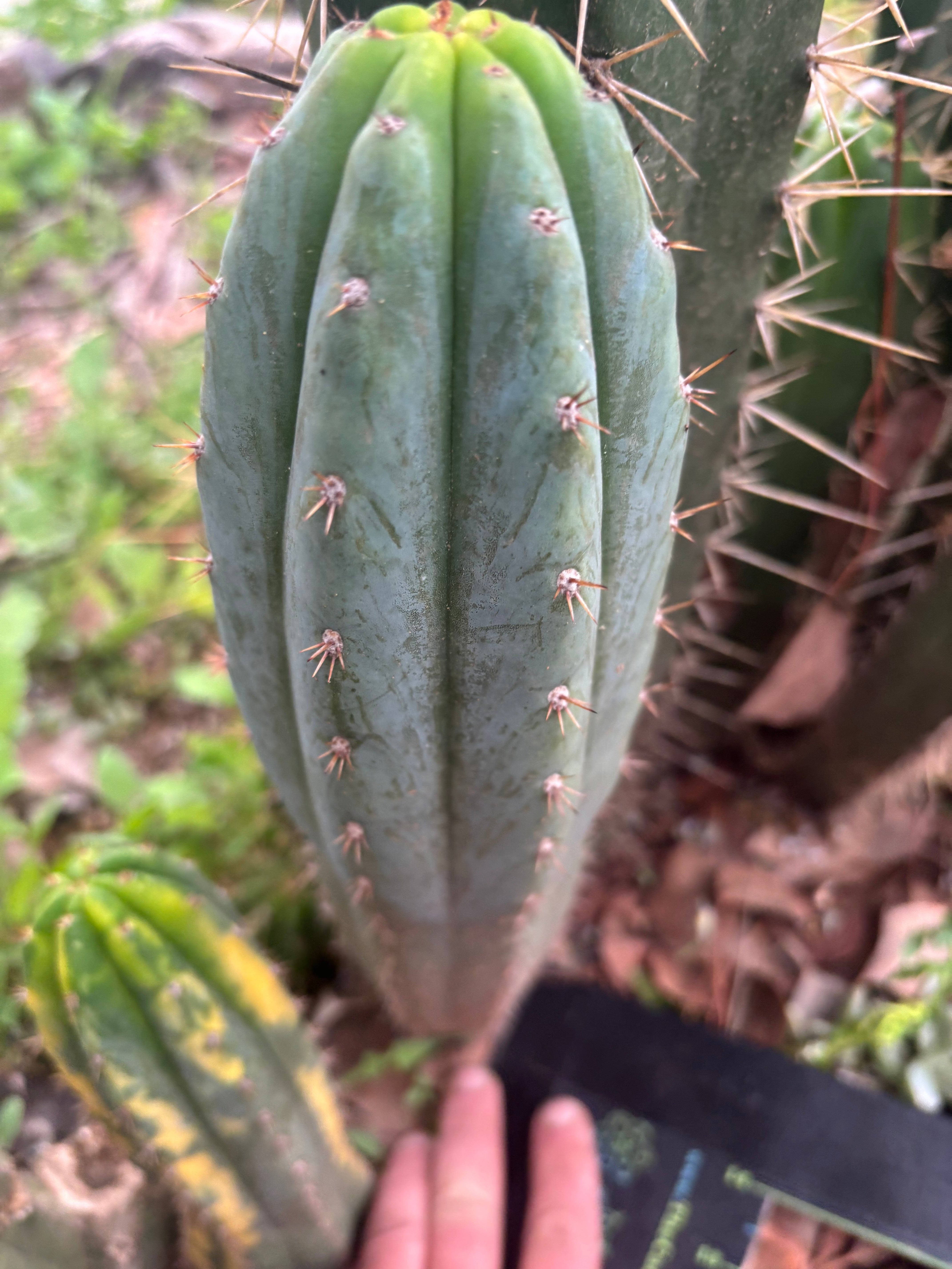 👑🌶️ Ventucky Blue — 12” Pup