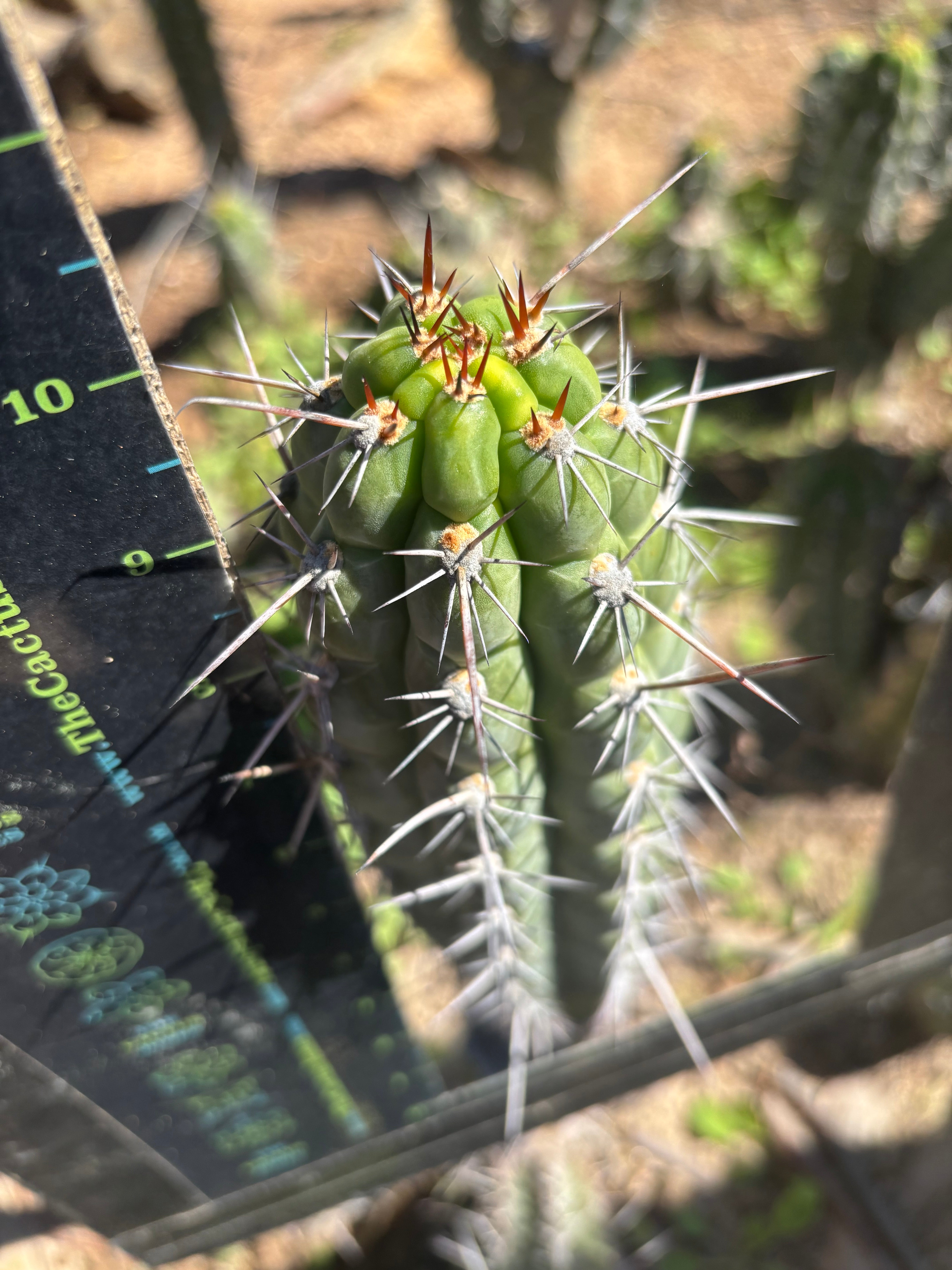 👑 Chala Restocked! — Notchy 10” Tips