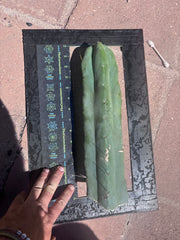 👑💎🌶️🌶️ Eileen — 13” Biggie Tip