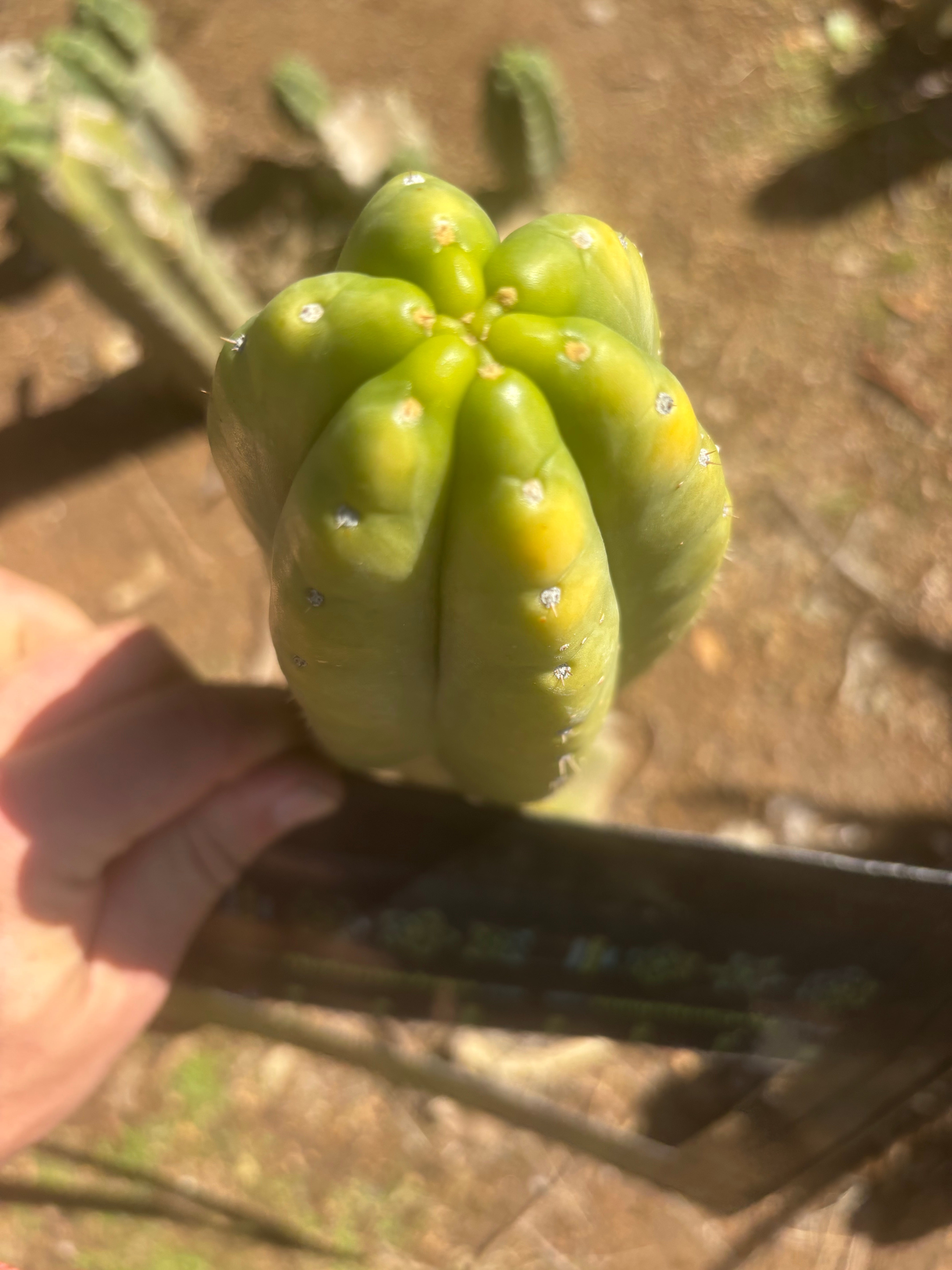 👑💎🌶️ “Lil Inca” / JN08.2379M  — Chunky 5.5” Tip