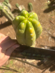 👑💎🌶️ “Lil Inca” / JN08.2379M  — Chunky 5.5” Tip