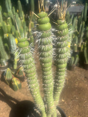 💎👑💎🦄 Varispiralis  — Stunning XL Tri-Column Rooted Showpiece