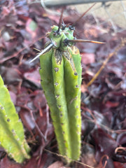 🦄 👑 M Stacker — Fully Rooted Graft