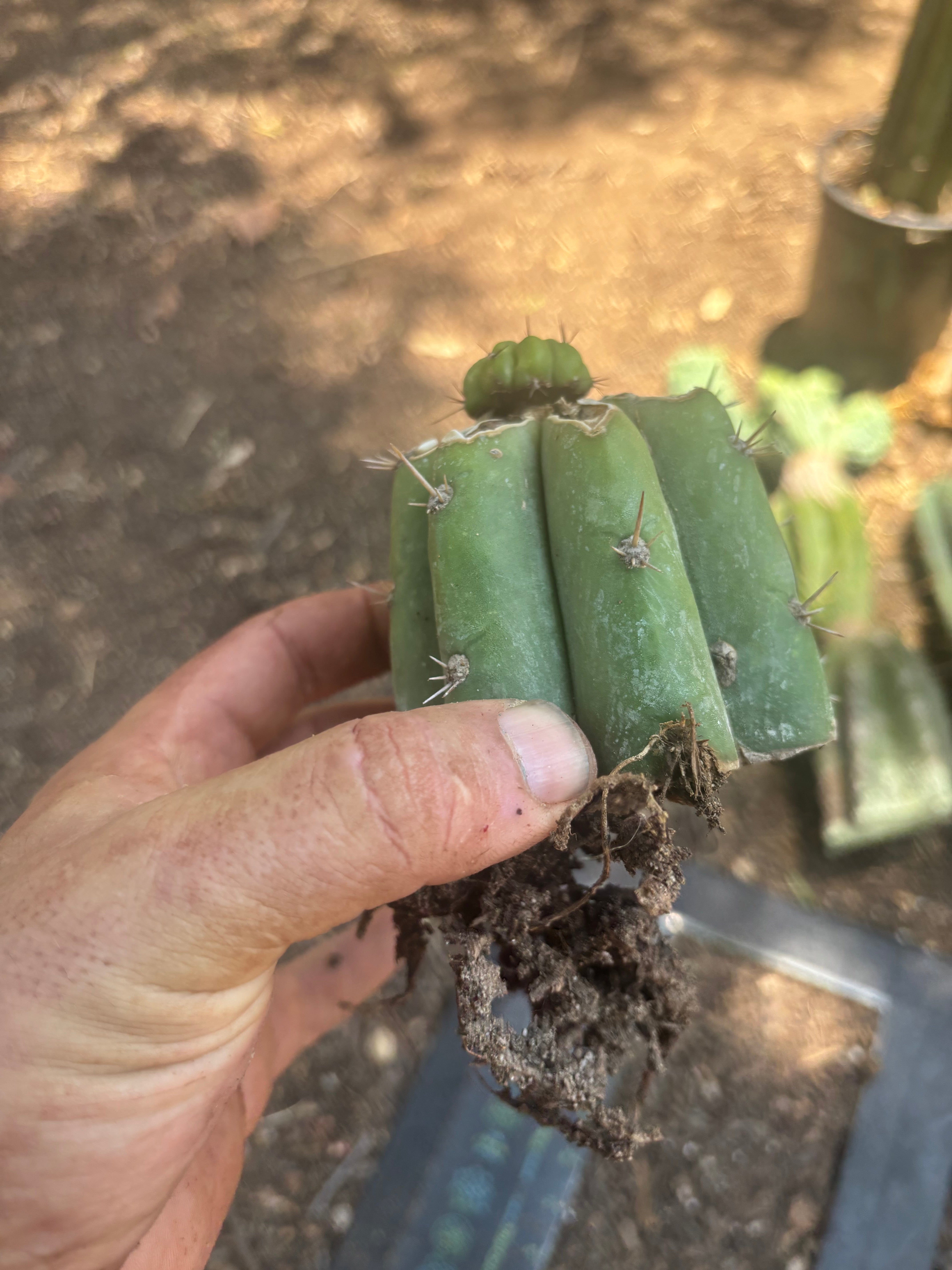 💎👑💎 Havran — Pup Graft on Rooted Shine01