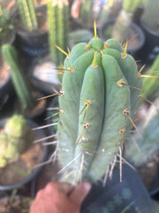 💎🌶️🌶️ NOM — XL 12” Tip