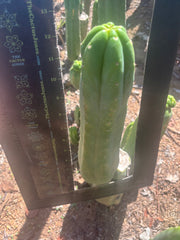 👑🌶️🌶️ Ogun — 12.5” Pup