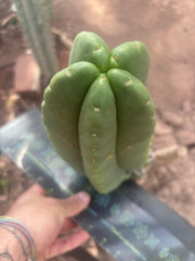 💎👑💎🌶️ Ferah — XL 9” Melon