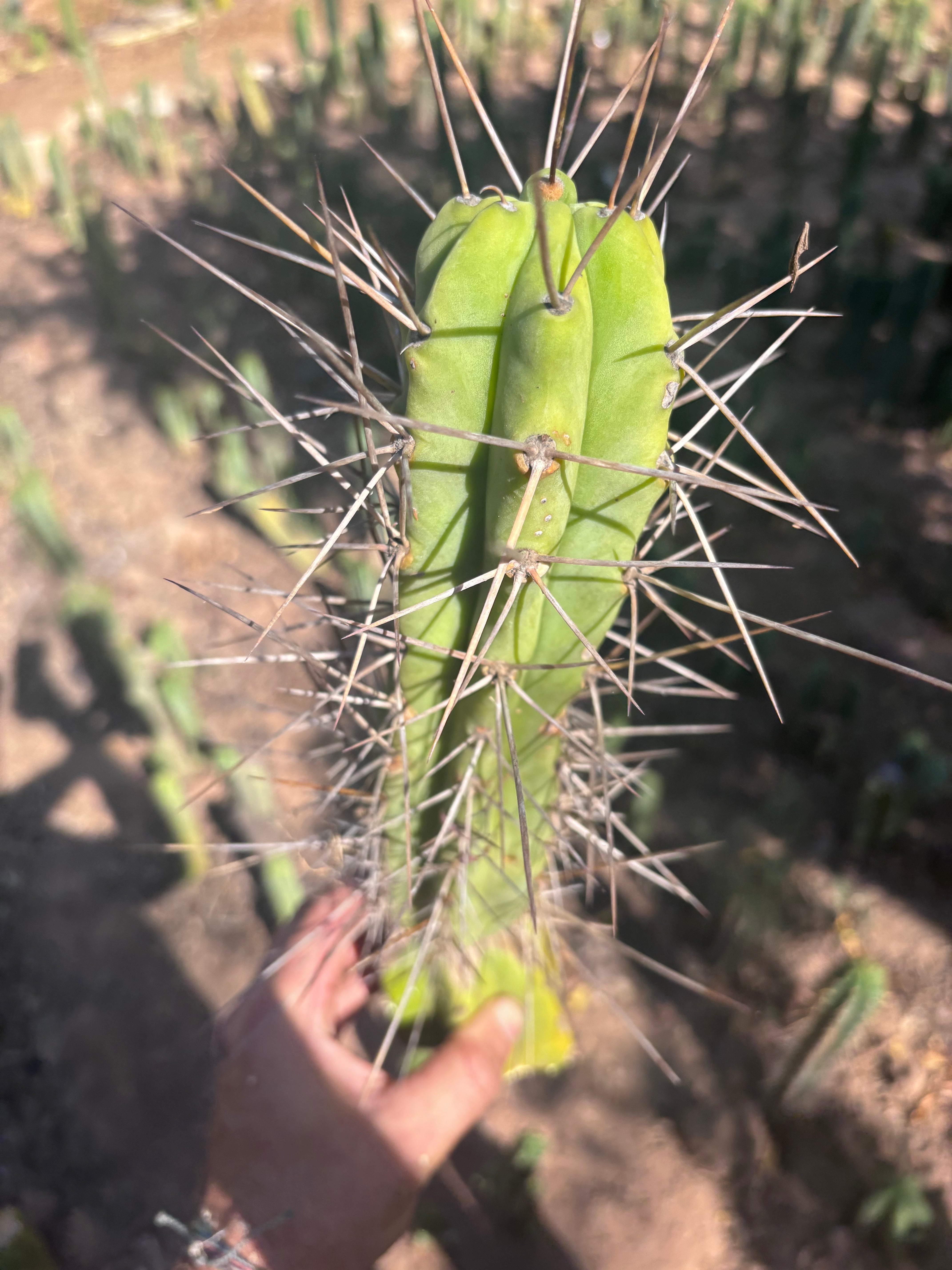 👑🌶️ Medicine Man — 11” Tip (14” Graft Total)