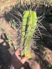 👑🌶️ Medicine Man — 11” Tip (14” Graft Total)
