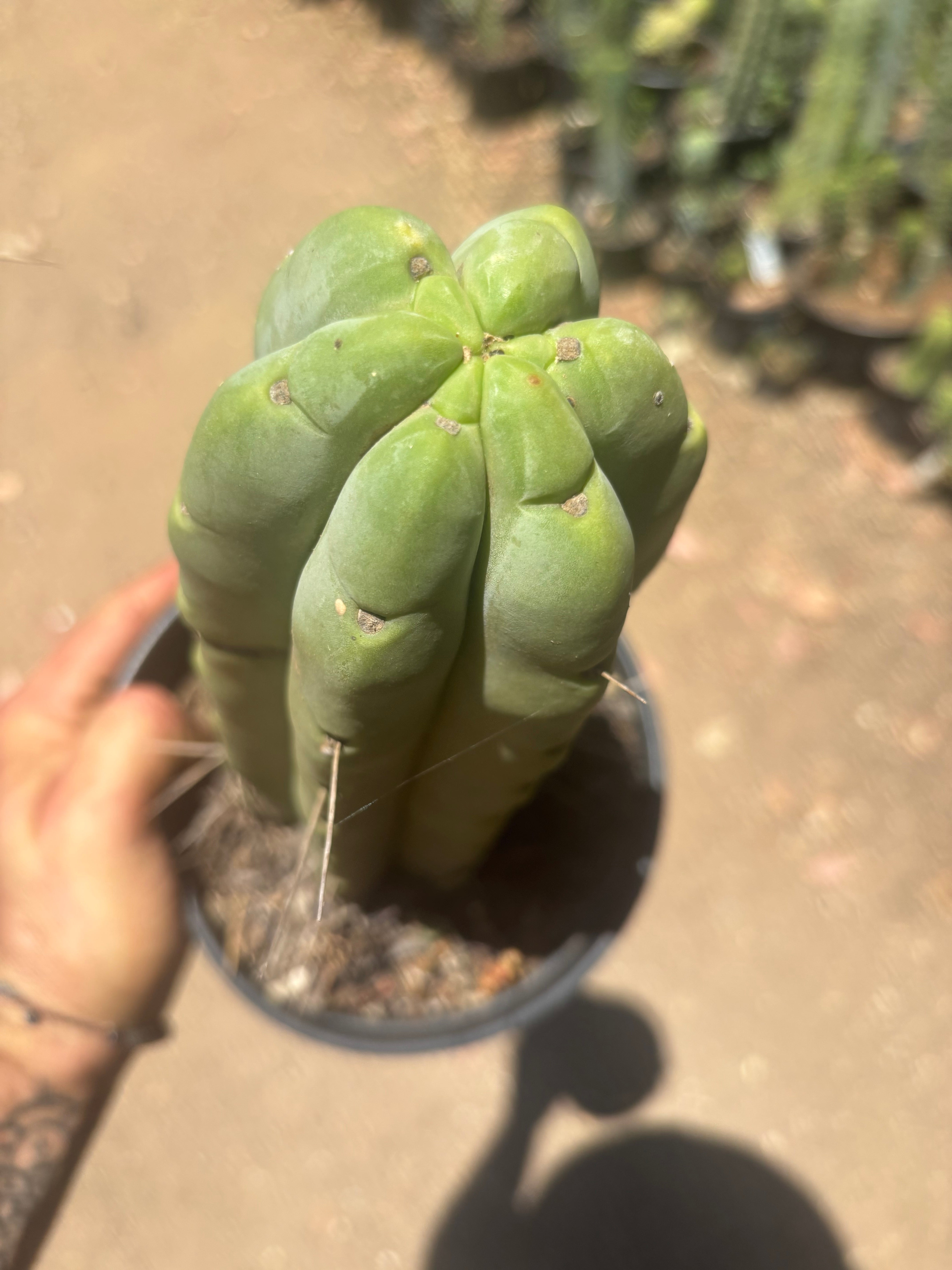 👑🌶️🌶️  Jiimz Twin — FAT Rooted 11” Tip