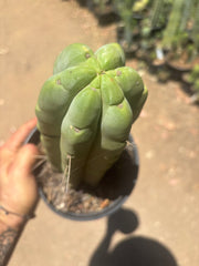 👑🌶️🌶️  Jiimz Twin — FAT Rooted 11” Tip