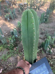 Hulk x Trojan Llama — 14” Tip (XL Cut)