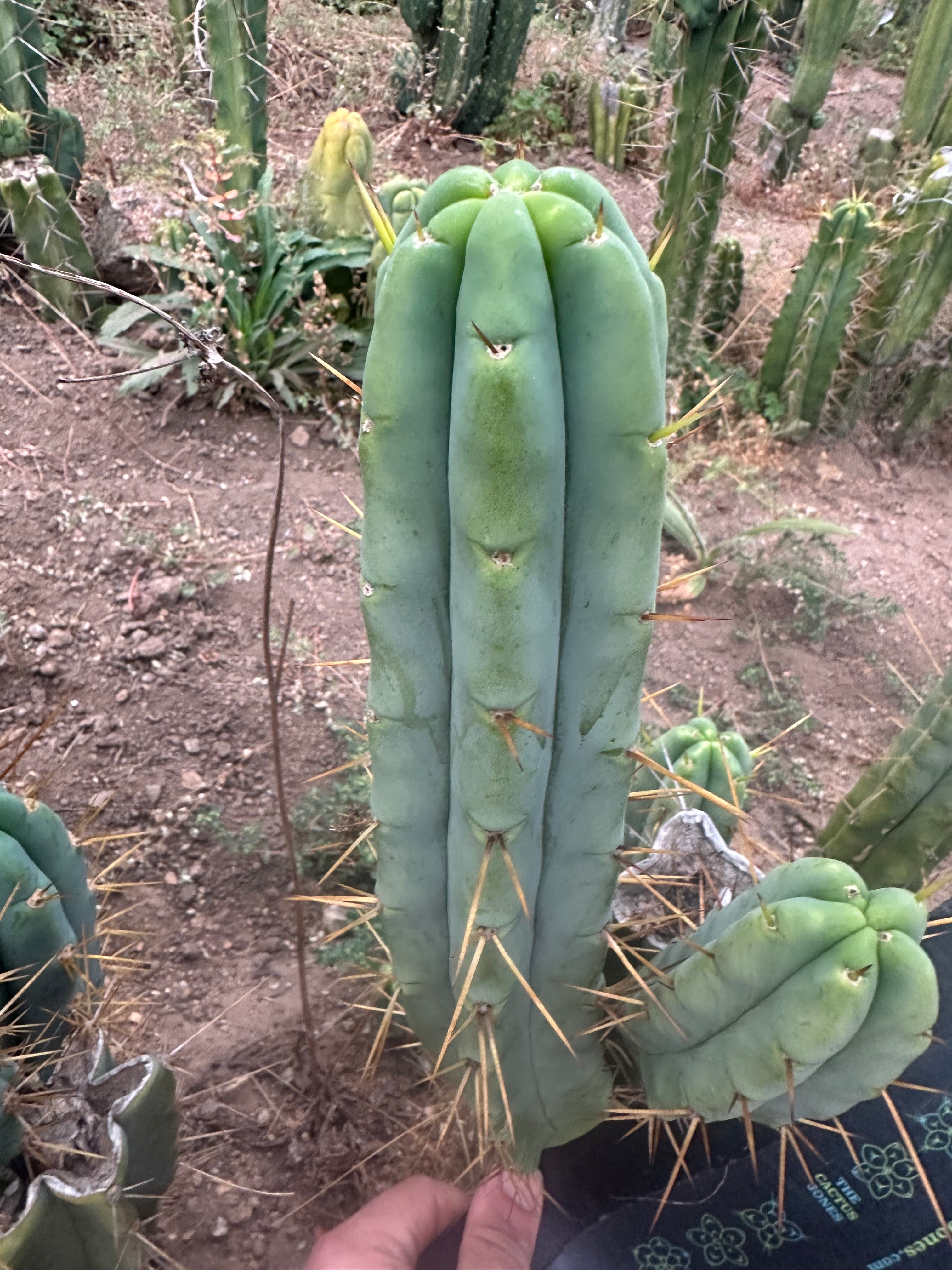 👑🌶️🌶️ Jiimz Twin Spine  — 11” Tip