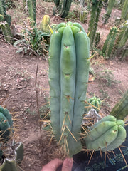 👑🌶️🌶️ Jiimz Twin Spine  — 11” Tip