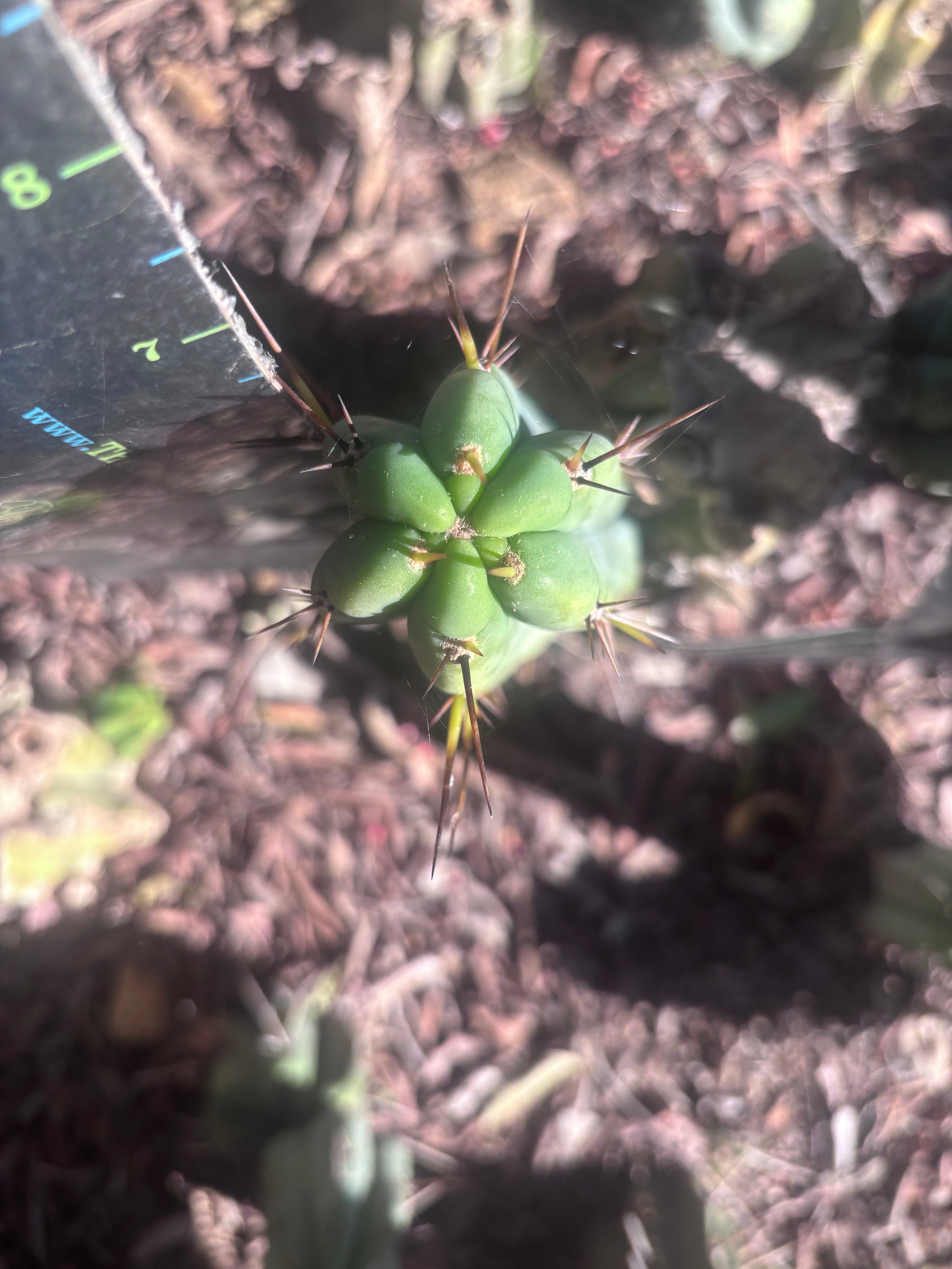 👑🌶️🌶️ Pala! — The Mid Week Pup