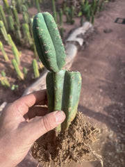 👑🌶️ Pierre — Pupped & Rooted Mid