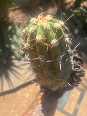 💎⚔️ Taquimbalensis — 8” Spike Melon