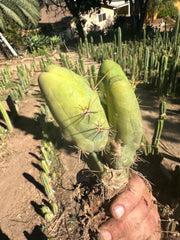 👑🌶️🌶️  TBM  — Rooted Cluster #1