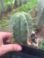 👑💎🌶️ CSD — 4” Degraft Pup