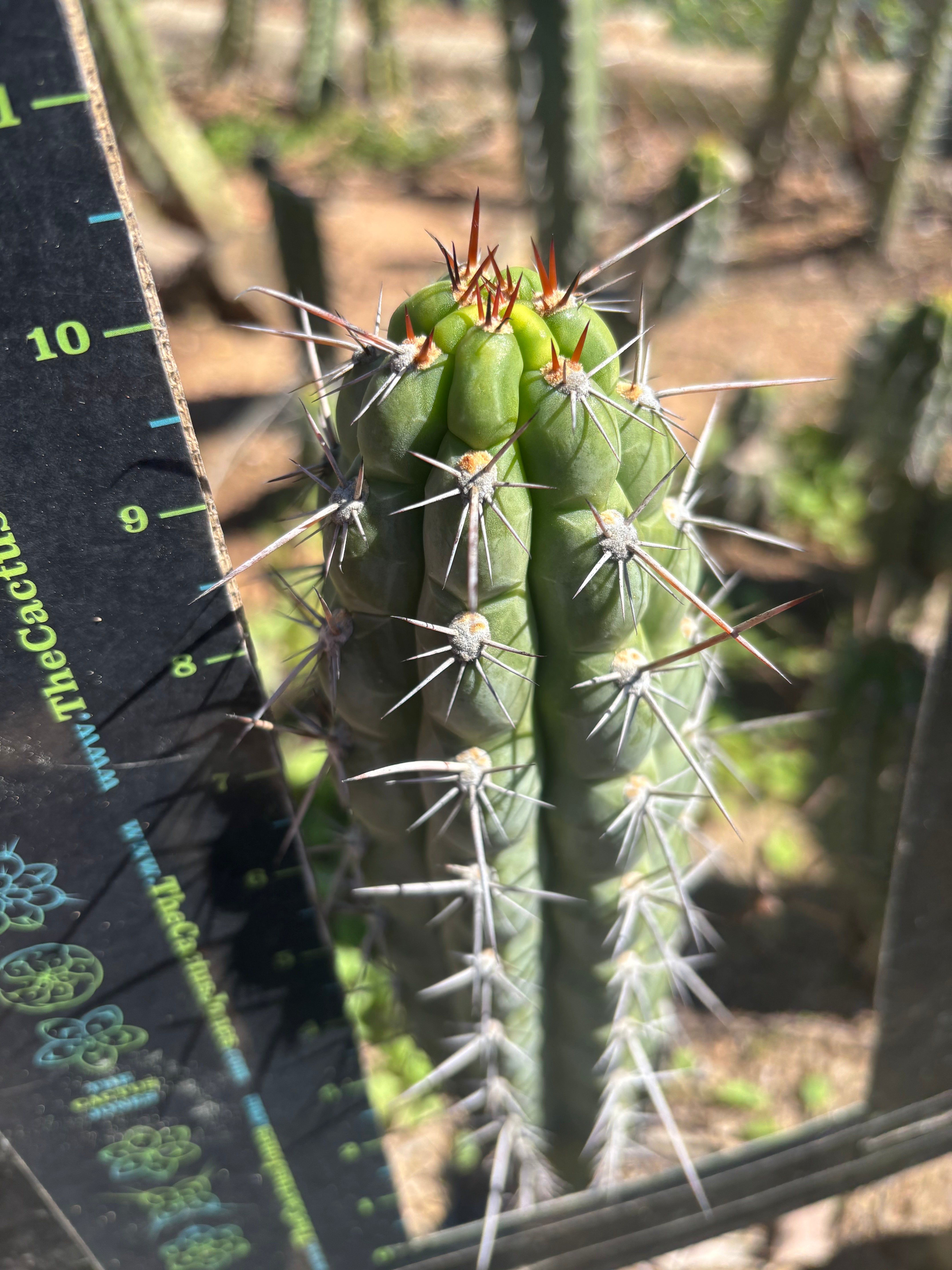 👑 Chala Restocked! — Notchy 10” Tips