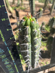 👑 Chala Restocked! — Notchy 10” Tips