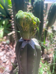 👑💎🌶️🌶️ TBMC Large Graft