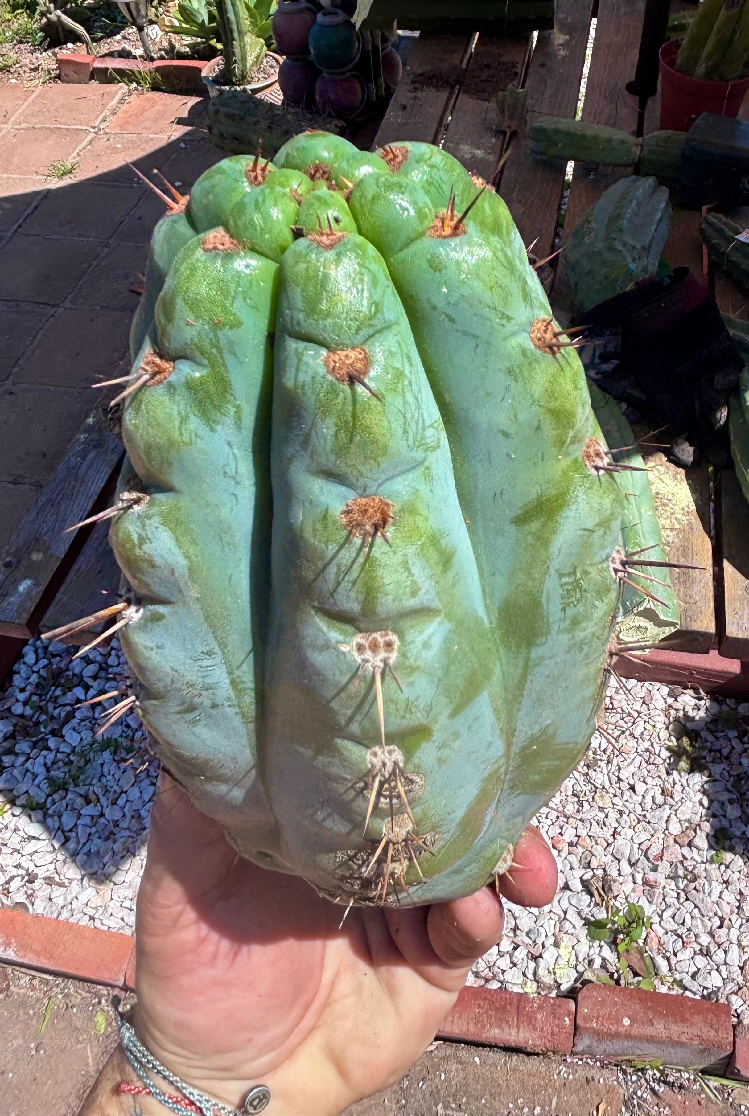 💎👑💎 Papa Smurf — Massive 9” Notch Melon