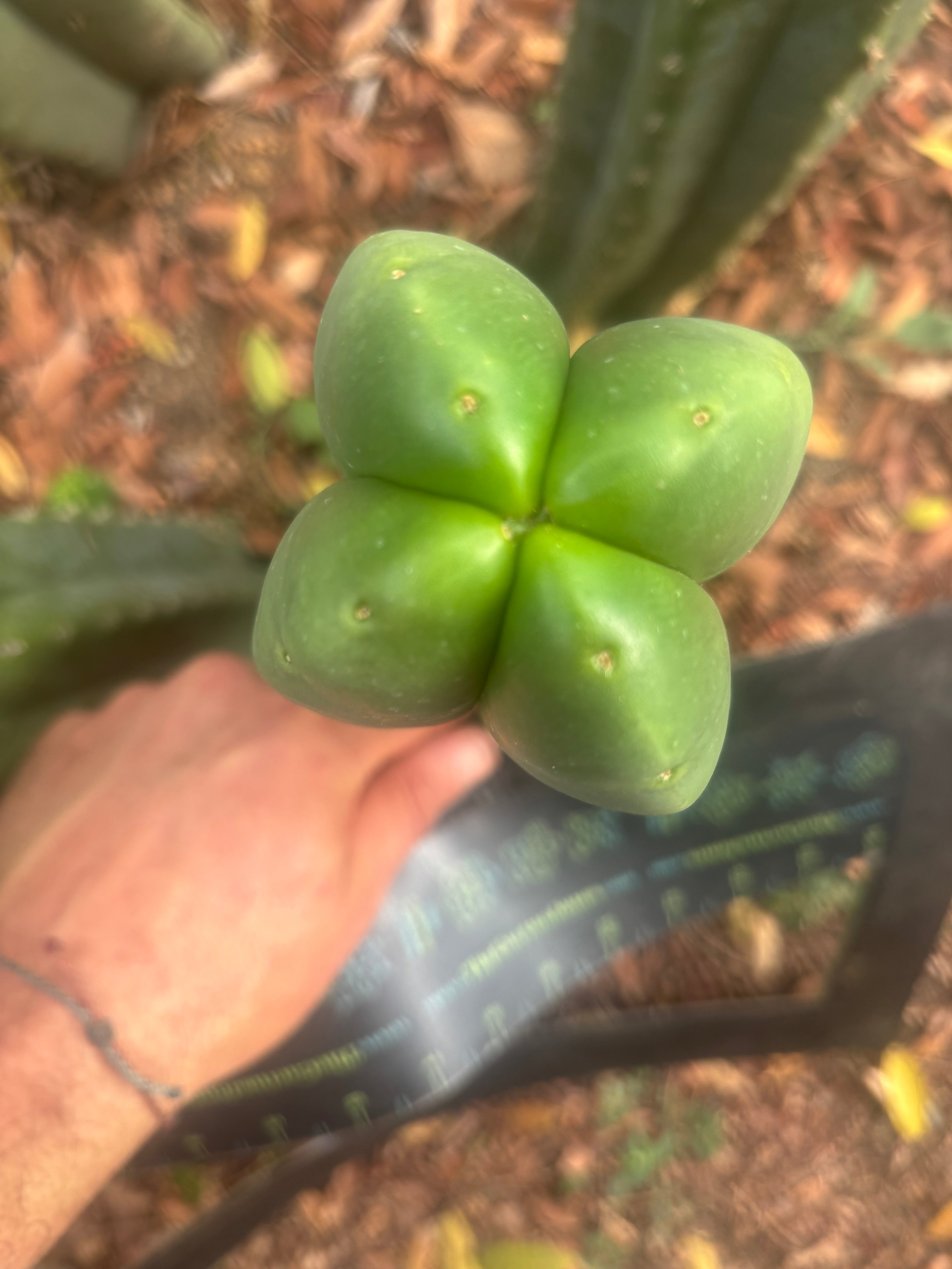 💎👑🌶️ Ferah — Another 8” FourWang Tip
