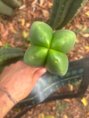 💎👑🌶️ Ferah — Another 8” FourWang Tip