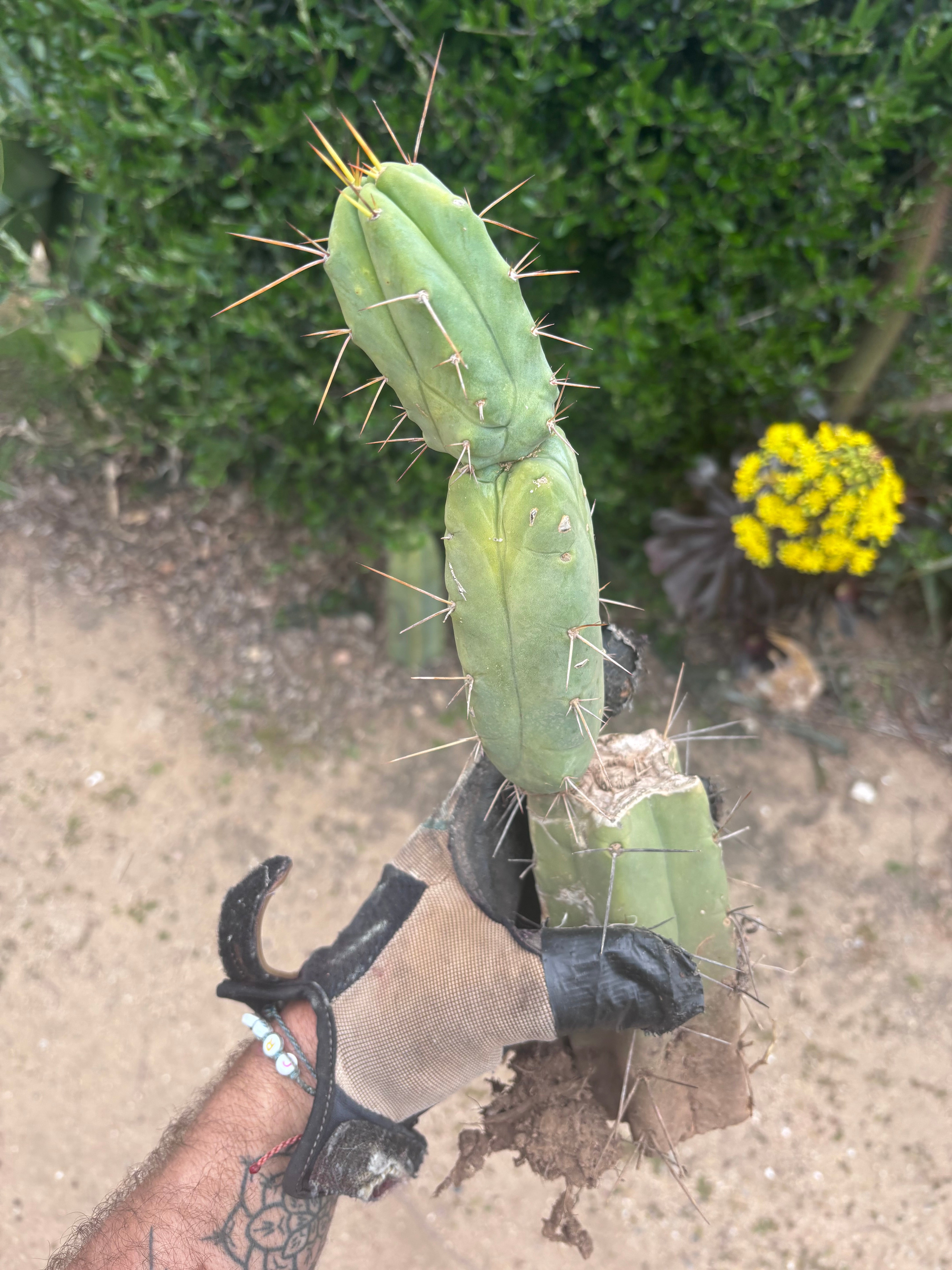 👑🌶️🌶️ Dulzura — Rooted 14”