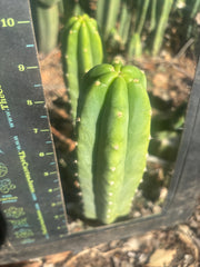 👑🌶️🌶️ Landfill — 9” Tip