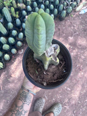 💎👑💎🌶️ Ferah — Rooted Mid with Fourwang Pup