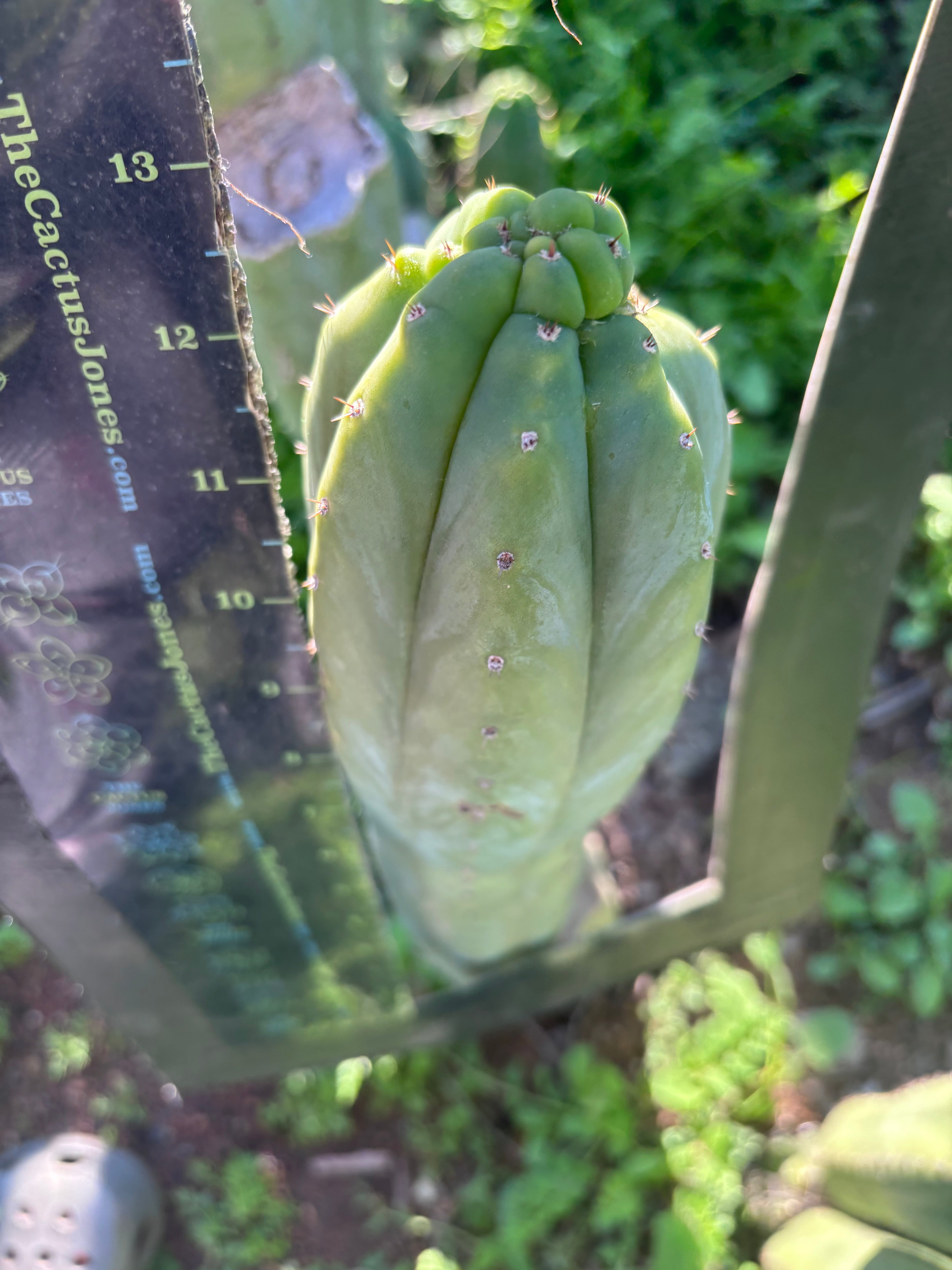 👑🌶️ Maipu — XL 13” Tip