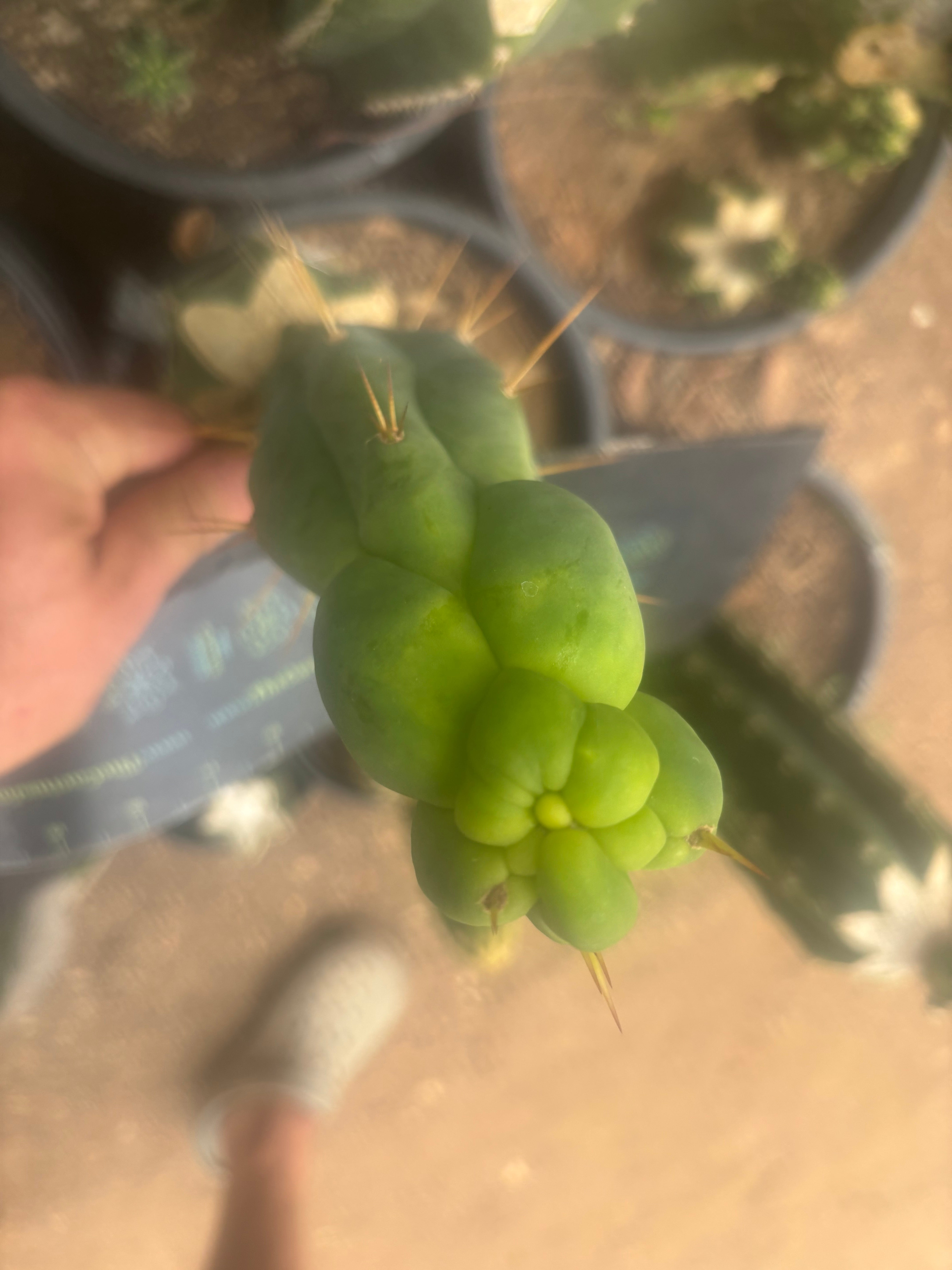 💎👑🌶️ Sam02  — 7” Tip