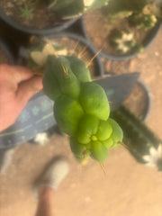 💎👑🌶️ Sam02  — 7” Tip