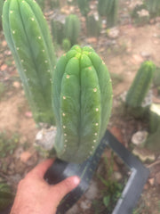 👑🌶️🌶️ Ogun — Fat 11” Pup
