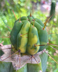 💎👑💎🌶️ MJC01  — Jumbo Graft with Fat Pup