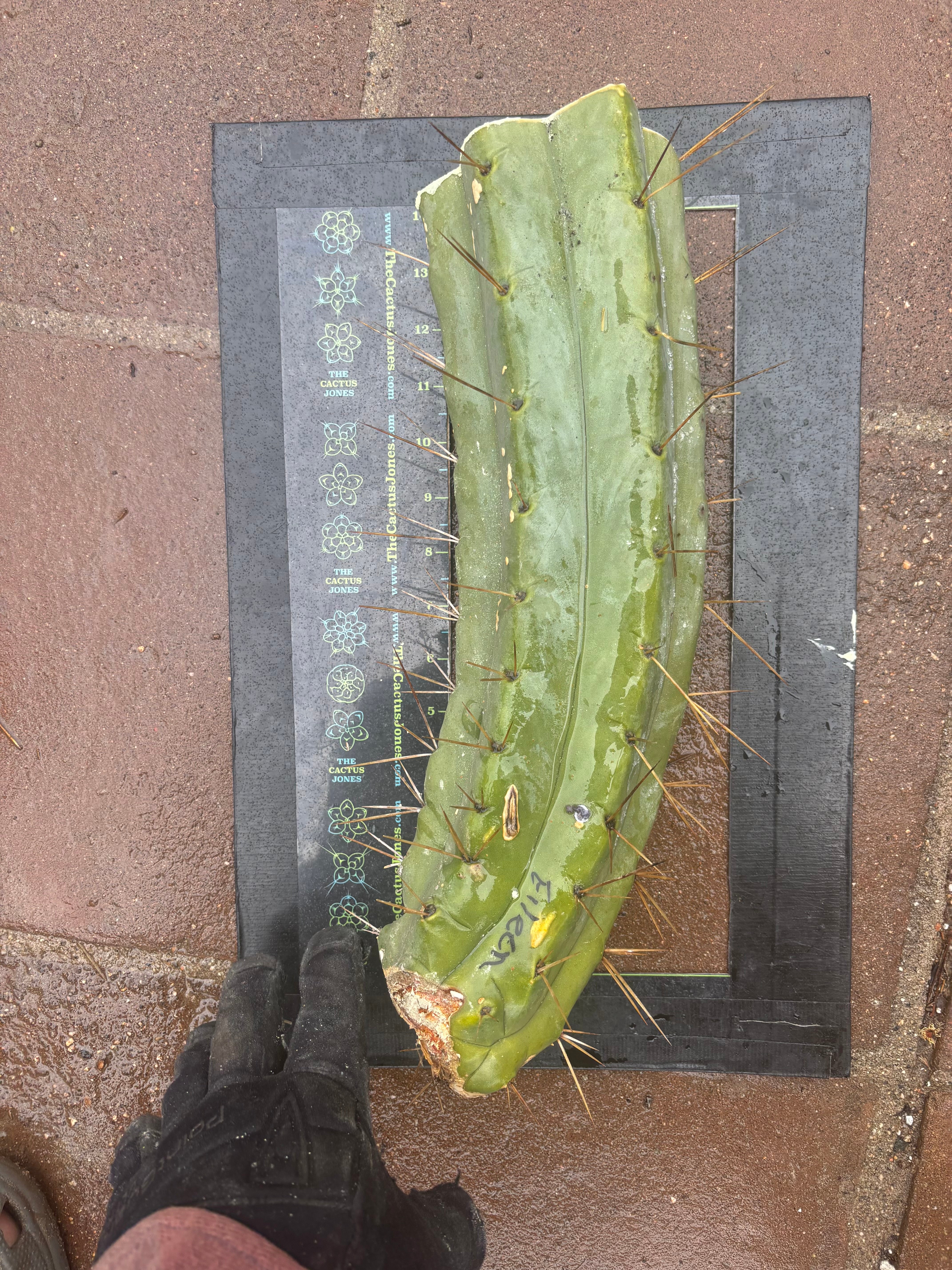 👑🌶️🌶️ Eileen — 14” MEGA Mids (2)