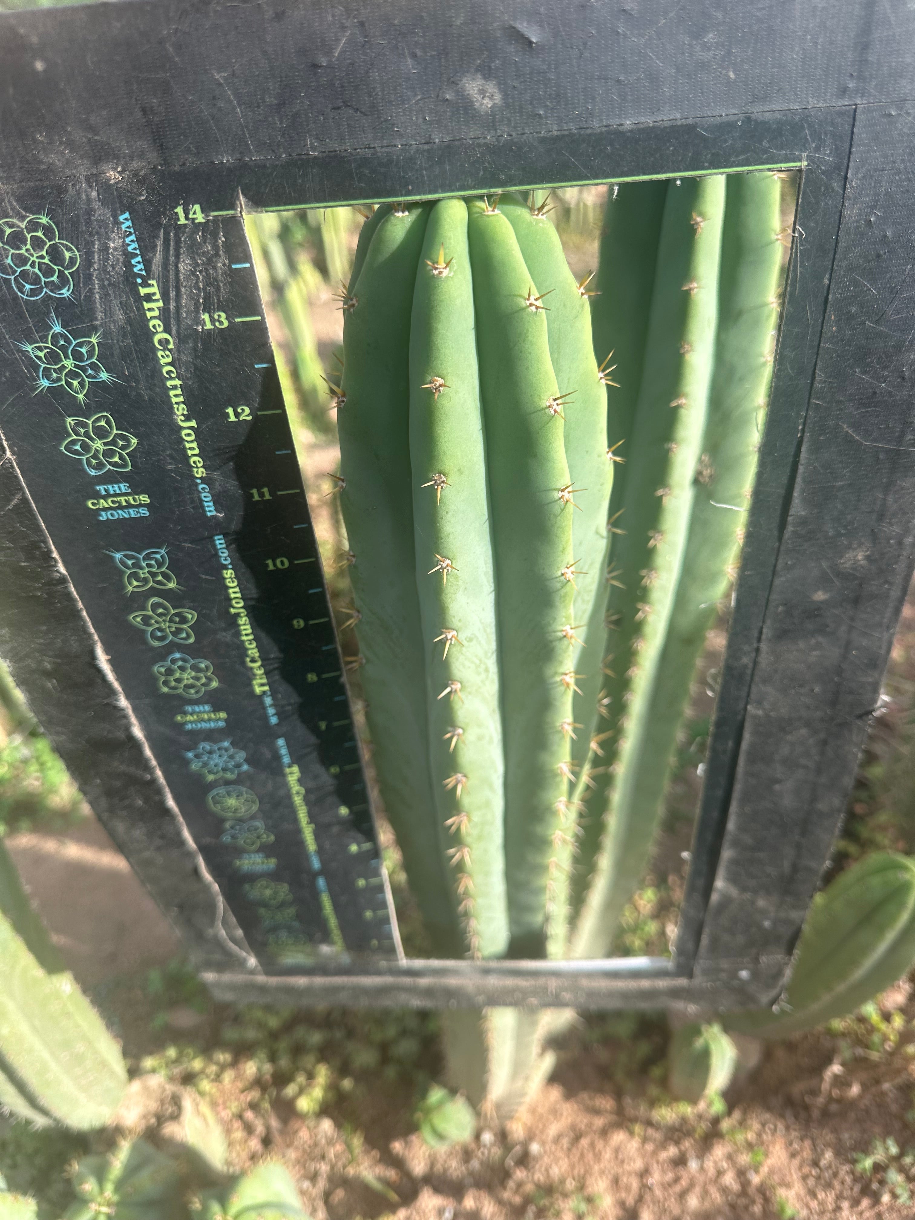 Heynes x Jessica  — XL 14” Tips