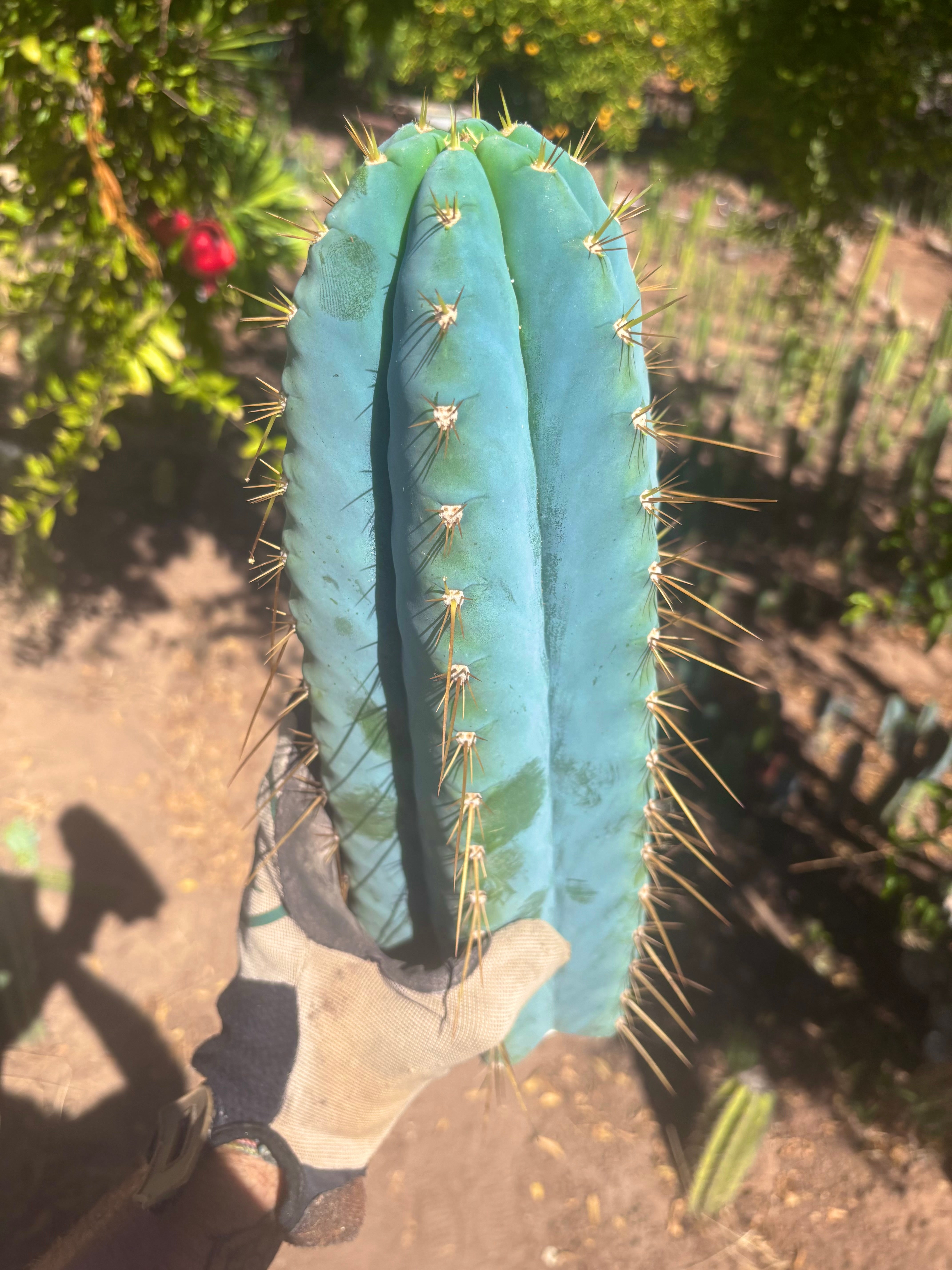 💎👑💎 Rimac — *Unreal* 15” FAT Tip