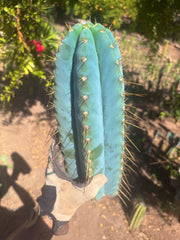 💎👑💎 Rimac — *Unreal* 15” FAT Tip