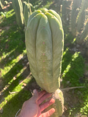 💎👑🌶️🌶️ Ogun — XL 15” Pup