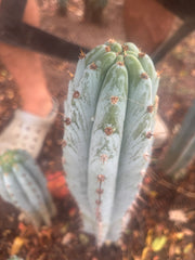 💎👑 Althea — 8” Tip