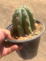 👑 TSSBP — Rooted Tip