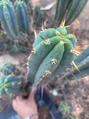 💎👑💎 Rosei 2 — XL 15” Pup