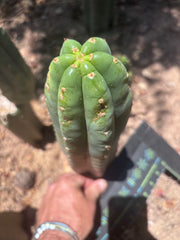 👑🌶️ Pierre — Large 11” Tip