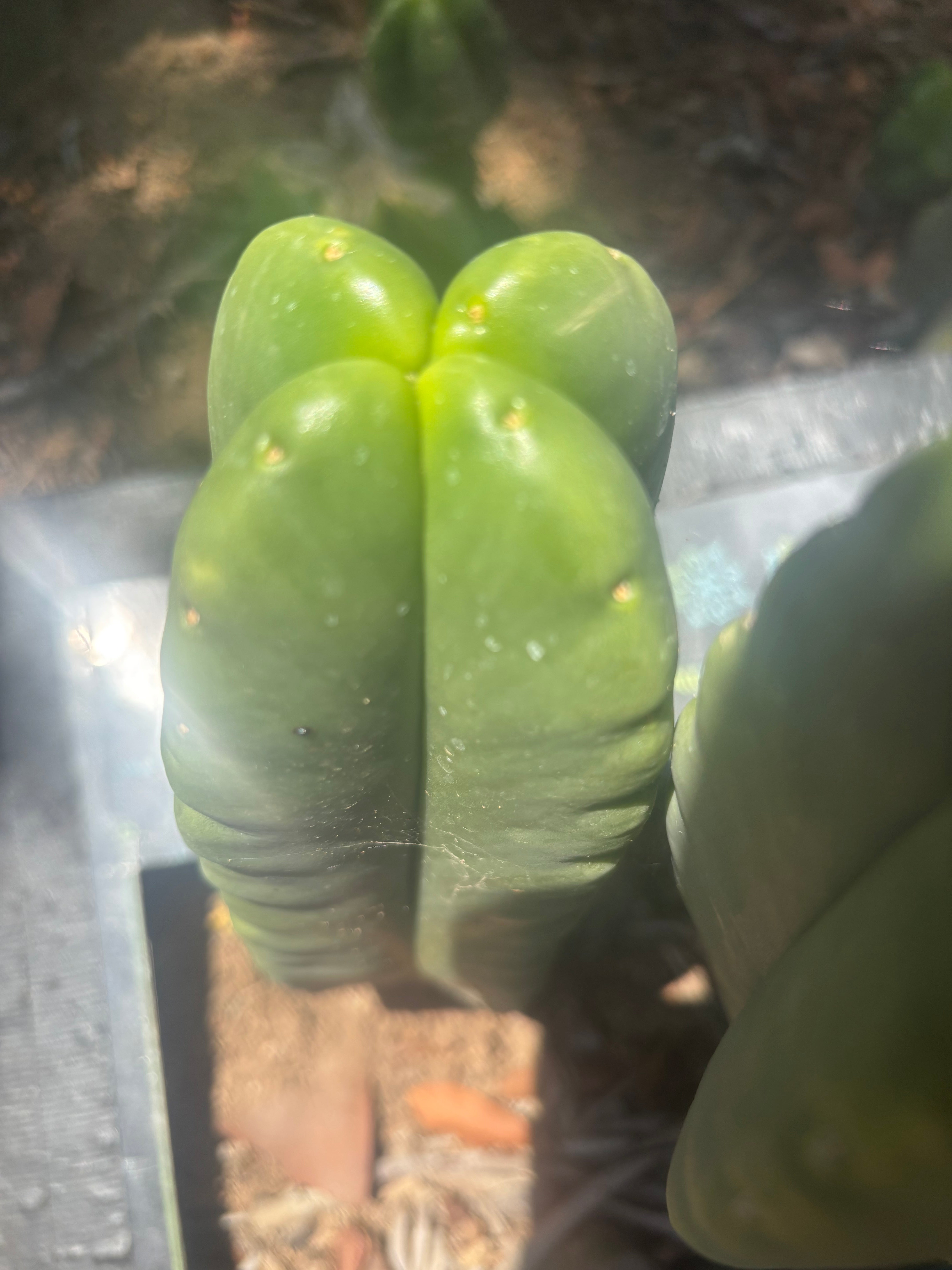 💎👑🌶️ Ferah — 8” Fourwang Pup