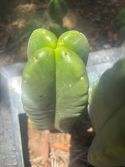 💎👑🌶️ Ferah — 8” Fourwang Pup
